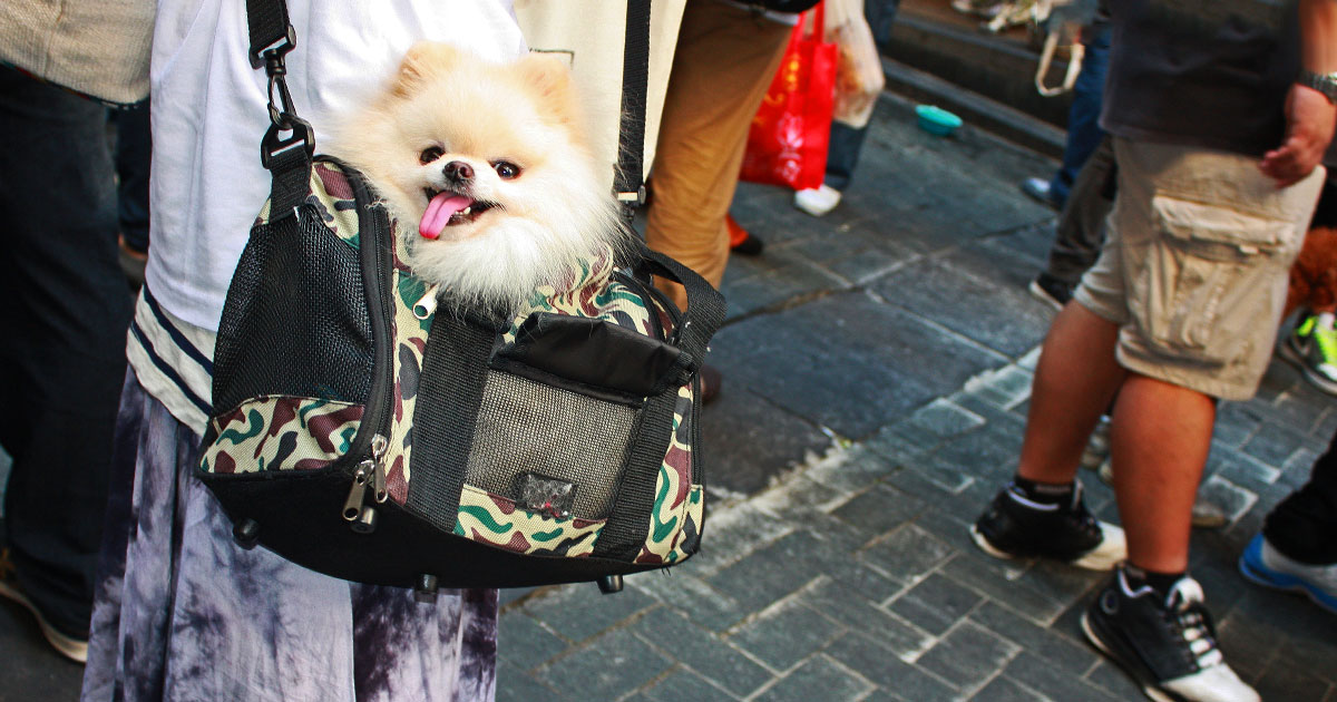  Prepravná taška pre psa - ako vybrať tú správnu?