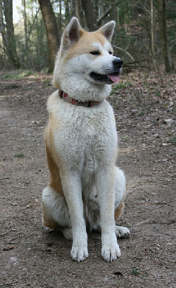 Dospelý Akita